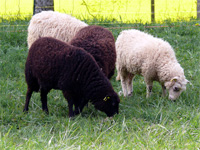 les moutons de Cartravers